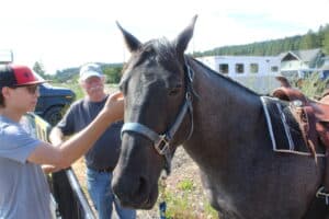 Horses at Dru Bru