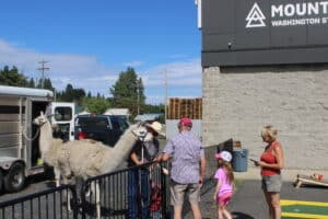 Llamas at the taproom